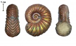Vertumniceras omphaloides