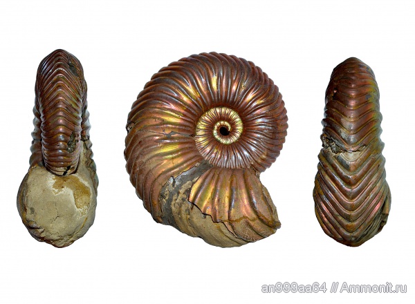 аммониты, юра, келловей, Дубки, Vertumniceras, Саратовская область, Vertumniceras angulatum, Ammonites, Callovian, Jurassic, Middle Jurassic