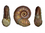 Vertumniceras angulatum