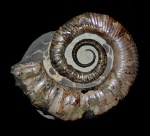 Australiceras sp.