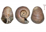 Eboraciceras carinatum