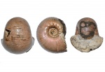 крупный eboraciceras carinatum