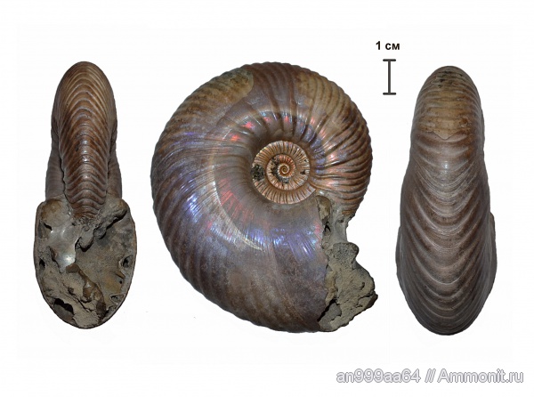 аммониты, юра, макроконхи, келловей, Quenstedtoceras, Дубки, Ammonites, Quenstedtoceras henrici, Macroconchs, Callovian, Jurassic, Middle Jurassic