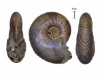 Quenstedtoceras henrici макроконх
