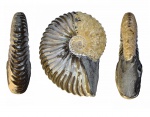 Deshayesites cf volgensis
