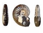 Deshayesites сf consobrinoides?