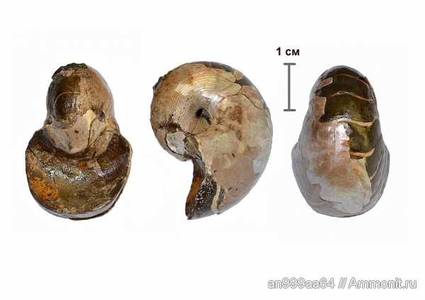наутилусы, Cenoceras, Cenoceras wolgensis, Nautilida