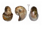 Cenoceras wolgensis