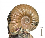 Deshayesites cf volgensis