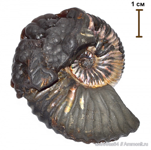 Deshayesites, апт, Deshayesitidae, Aptian