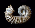 Pseudocrioceras sp.