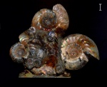 Cadoceras и Pseudocadoceras