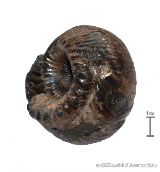 аммониты, юра, нижний келловей, Cadoceras, Cadoceras elatmae, прижизненные повреждения, Cadoceratinae, Cardioceratidae, Ammonites, ammonoid sublethal injuries, Jurassic, Lower Callovian