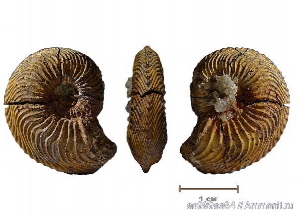 аммониты, юра, Cardioceras, Дубки, Саратовская область, Cardioceratidae, Ammonites, Cardioceras bukowskii, Jurassic