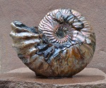Deshayesites sp.
