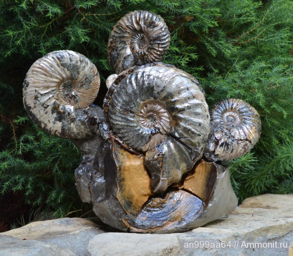 аммониты, Deshayesites, палеоарт, Ammonites