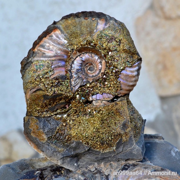аммониты, Deshayesites, Саратовская область, Ammonites