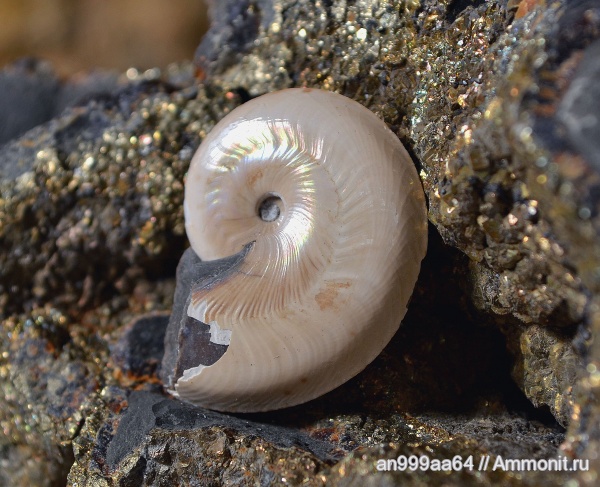 аммониты, мел, апт, Aconeceras, Aconeceras trautscholdi, Ammonites, Sinzovia, Sinzovia trautscholdi, Aconeceratidae, Aptian, Cretaceous