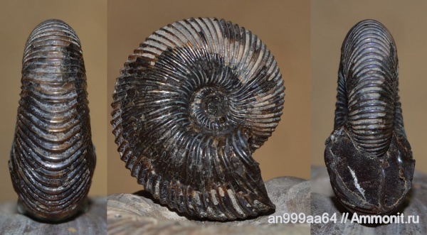 аммониты, нижний келловей, Cadoceras, Cadoceras elatmae, Cadoceratinae, Cardioceratidae, Ammonites, Lower Callovian