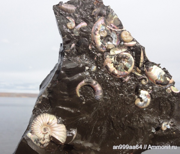 аммониты, мел, гетероморфные аммониты, Deshayesites, Deshayesites deshayesi, Aconeceras, Aconeceras trautscholdi, Ammonites, Koeneniceras, Sinzovia, Sinzovia trautscholdi, Aptian, Cretaceous, heteromorph ammonites