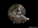 Macrocephalites sp.