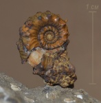 Kosmoceras sp