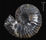 Cheloniceras sp.