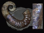 Audouliceras