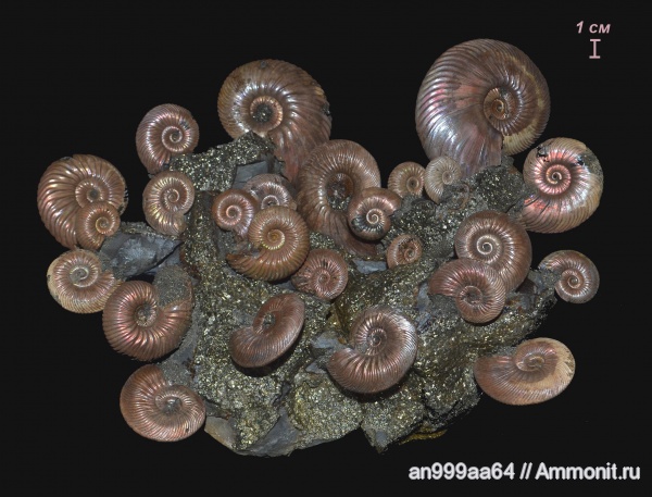аммониты, юра, келловей, Quenstedtoceras, Quenstedtoceras lamberti, Дубки, Eboraciceras, Quenstedtoceras praelamberti, Eboraciceras carinatum, Ammonites, Callovian, Jurassic, Middle Jurassic