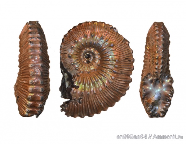 аммониты, юра, Kosmoceras, келловей, Kosmoceratidae, Ammonites, Kosmoceras lithuanicum, Callovian, Jurassic, Middle Jurassic