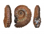 Kosmoceras lithuanicum