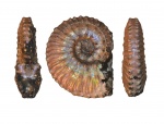 Kosmoceras pollucinum Teisseyre