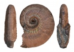 Kosmoceras phaeinum