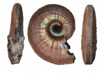 Kosmoceras posterior