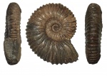Acanthohoplites ? требует определения
