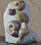 микроконхи Chondroceras