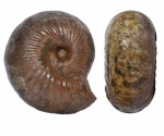 Chondroceras evolvescens