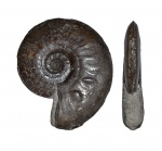 Dorsetensia sp.