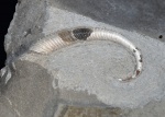 Volgoceratoides