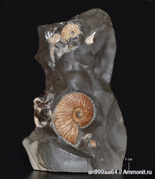 аммониты, мел, гетероморфные аммониты, Deshayesites, Aconeceras, Aconeceras trautscholdi, Ammonites, Volgoceratoides schilovkensis, Volgoceratoides, Deshayesites volgensis, Aconeceratidae, Deshayesitidae, Aptian, Cretaceous, heteromorph ammonites