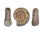 Grossouvria sf subtilis