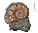 kosmoceras spinosum