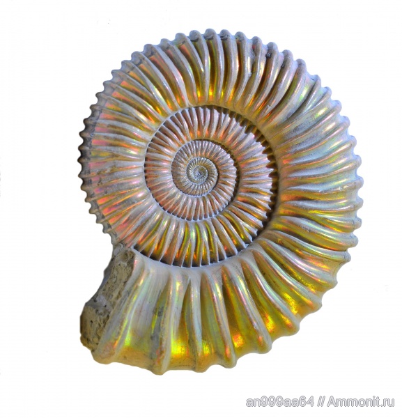 аммониты, микроконхи, Peltoceras, Дубки, Ammonites, Peltoceras schroederi, Peltoceratinae, Aspidoceratidae, Microconchs