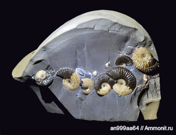 аммониты, мел, Deshayesites, апт, Aconeceras, Aconeceras trautscholdi, Ammonites, Deshayesites volgensis, Sinzovia, Sinzovia trautscholdi, Aconeceratidae, Aptian, Cretaceous