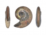 Sublunuloceras cf discoides