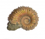 kosmoceras spinosum