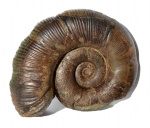 Dinolytoceras