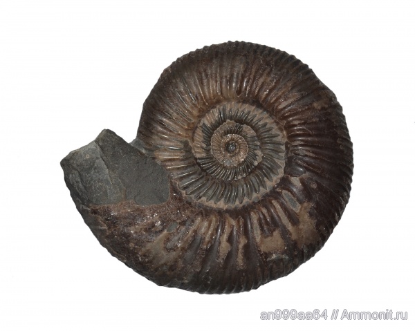 аммониты, Parkinsonia, Ammonites, Parkinsoniidae, Parkinsonia neuffensis