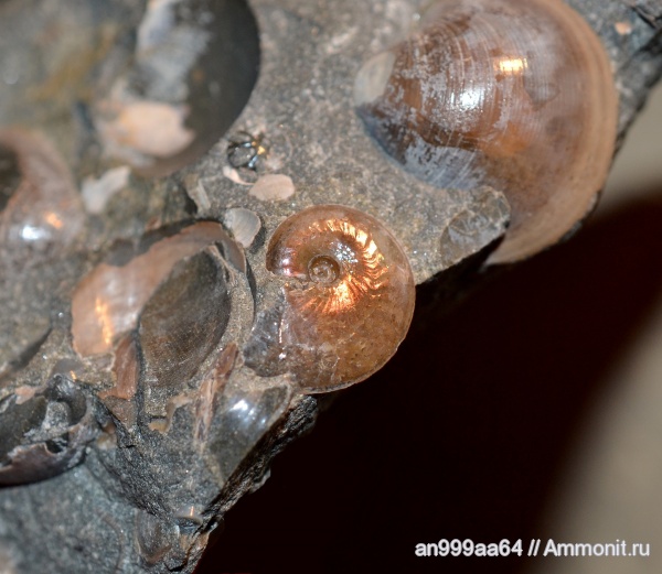 аммониты, мел, апт, Aconeceras, Ammonites, Sinzovia, Aconeceratidae, Aptian, Cretaceous