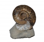Uraloceras